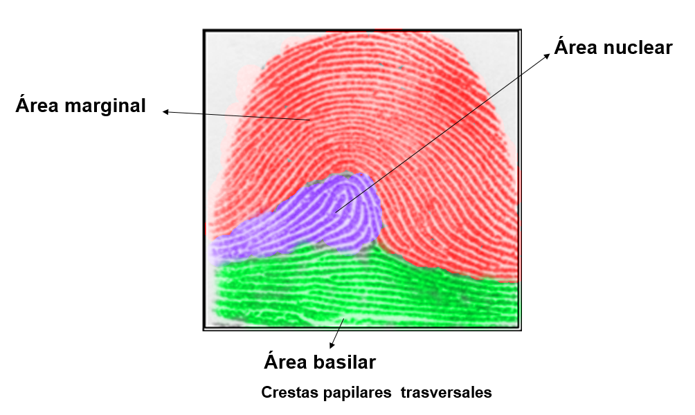 Fingerprint structure