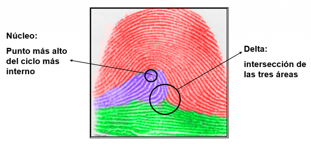 Fingerprint core and delta